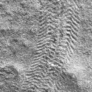 Сприггина - по-видимому, кольчатый червь, начавший эволюционировать в сторону членистоногих (образовался головной щит, почти как у трилобита)